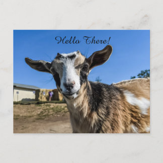 Goat greeting postcard