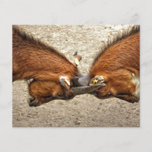 Goat horn ram custom personalise Anniversaries Flyer