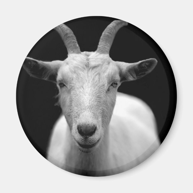 Goat horn ram custom personalise Anniversaries Magnet (Front)
