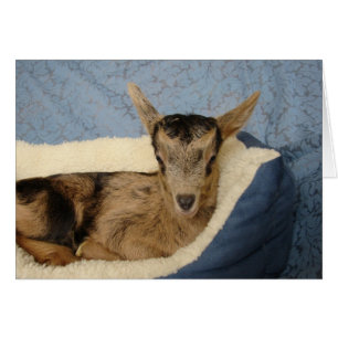 Goat in bed