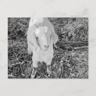 Goat in black and white postcard