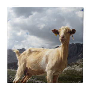 Goat in Mountains in Asturias, Spain Tile