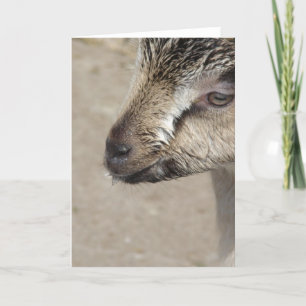 Goat Kid Card