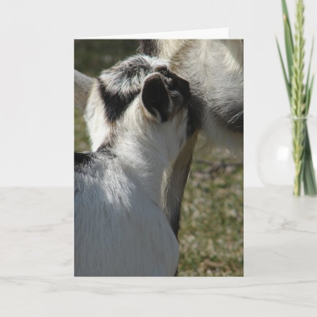 Goat Kid Drinks Milk, Mother's Day Card (Front)