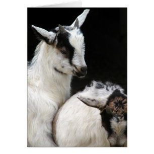 Goat Kids