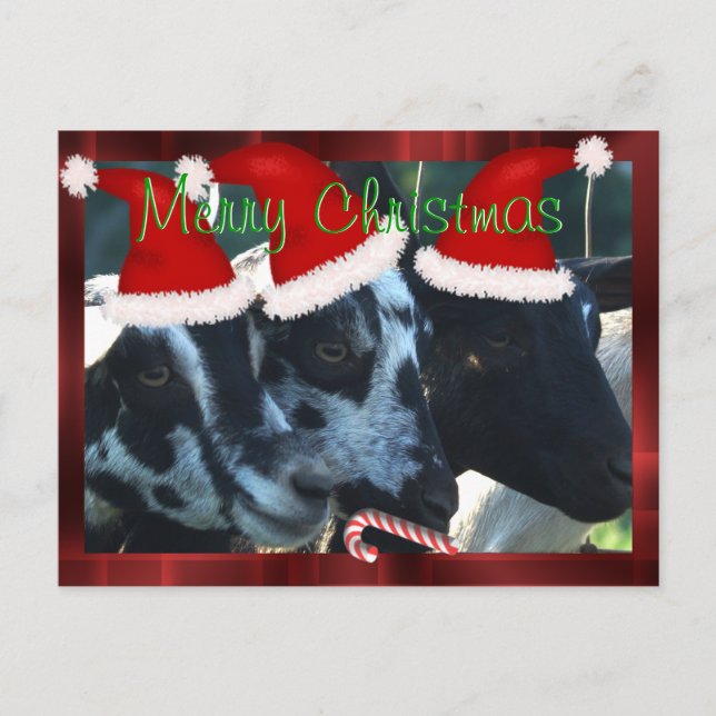 Goat Kids Christmas Postcard- can personalise Holiday Postcard (Front)