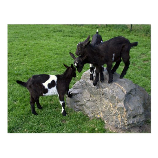 Goat kids postcard