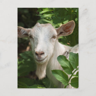 Goat looking at camera postcard