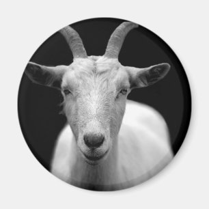 Goat Magnet