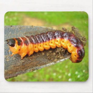 Goat Moth Caterpillar Mouse Mat