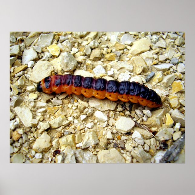 Goat Moth Caterpillar Poster (Front)