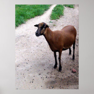 Goat on path Poster