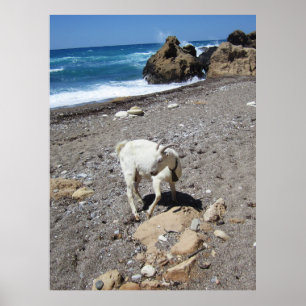 Goat on the Beach Poster