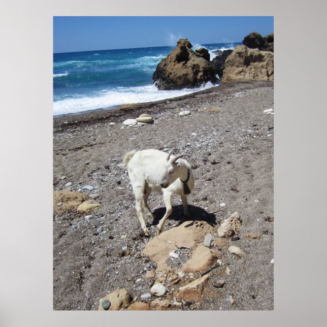 Goat on the Beach Poster (Front)