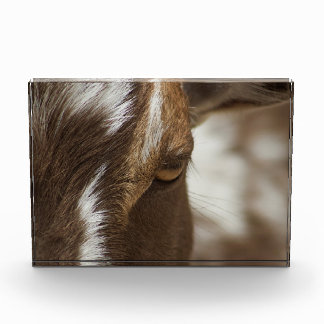 Goat Photo Block