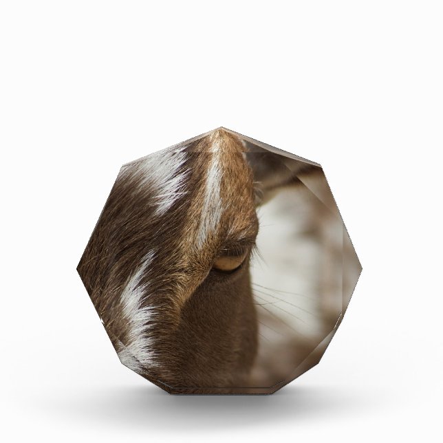 Goat Photo Block (Front)