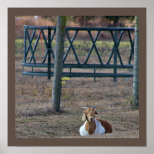 Goat Photo Poster