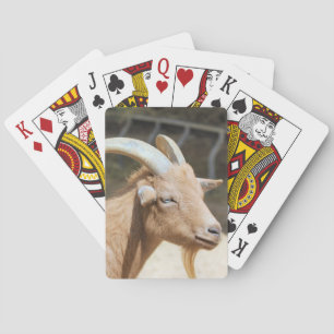Goat Playing Cards