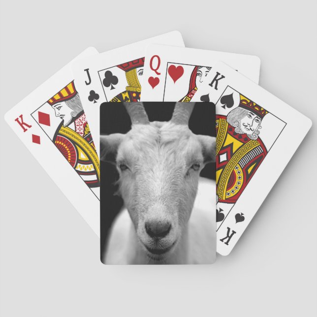 goat playing cards (Back)