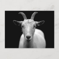 Goat portrait in black and white