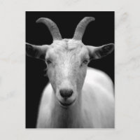 Goat portrait in black and white