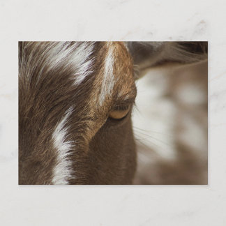 Goat Postcard