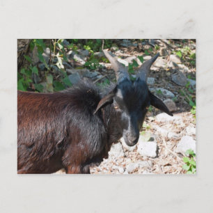 Goat Postcard