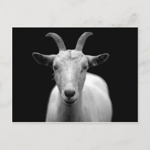 Goat Postcard