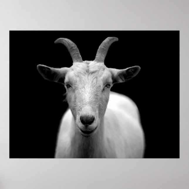 Goat Poster (Front)
