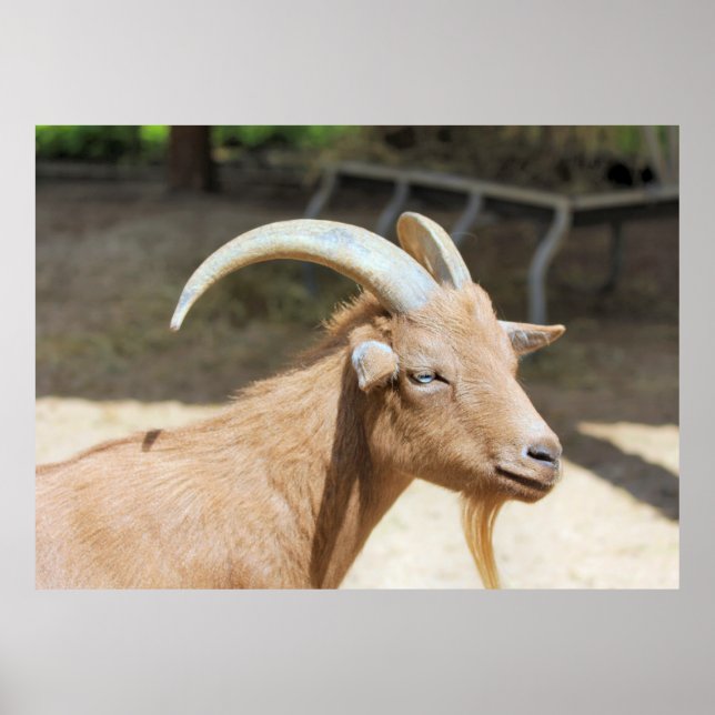 Goat Poster (Front)
