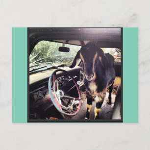 Goat Power Team Postcards