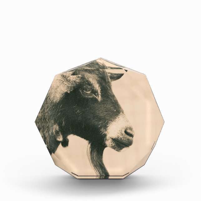 Goat Profile Photo Block (Front)