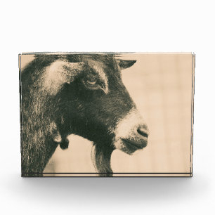 Goat Profile Photo Block