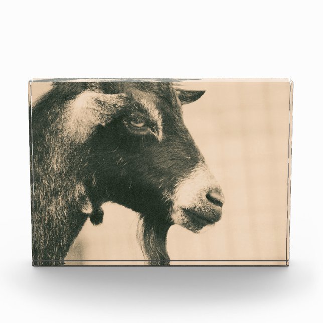 Goat Profile Photo Block (Front)