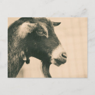 Goat Profile Postcard