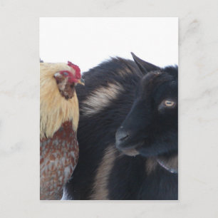 GOAT &ROOSTER FRIENDS IN SNOW POSTCARD