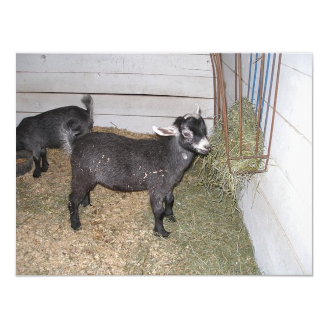 Goat Standing at Hay Feeder at a County Fair Photo Print (Front)