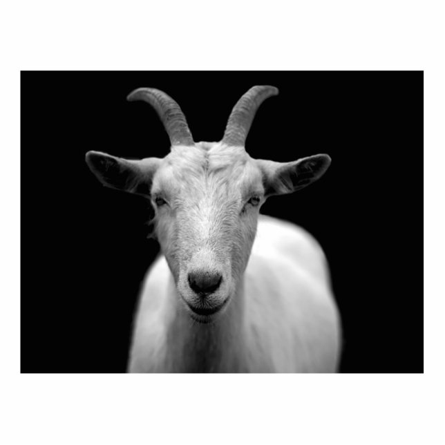 Goat Standing Photo Sculpture (Front)