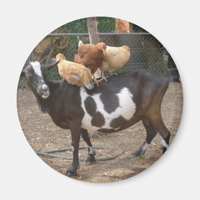 Goat taxi magnet (Front)