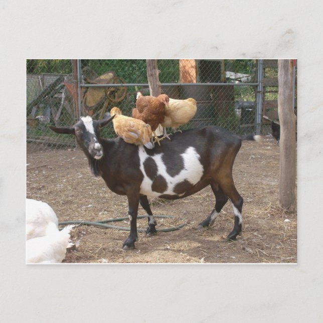 Goat taxi postcard (Front)