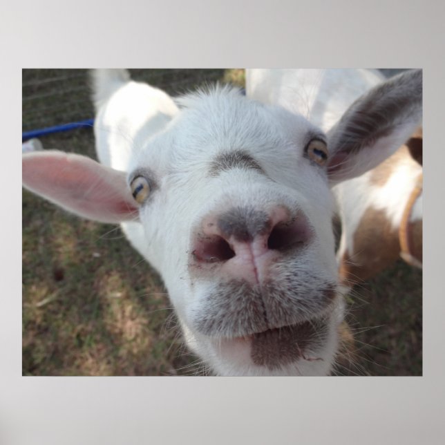 Goat Who Stared at Man Poster (Front)