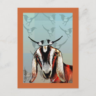 Goat with magpie fine art postcard
