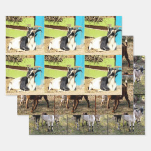 Goat Wrapping Paper Sheets - 3 Design Set