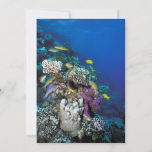 Goatfish Swarm Around Small Coral Card