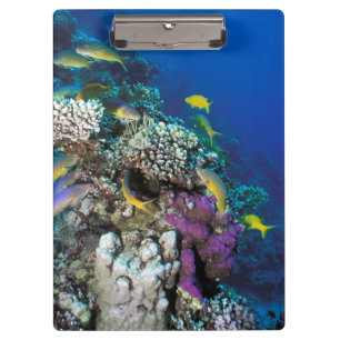 Goatfish Swarm Around Small Coral Clipboard