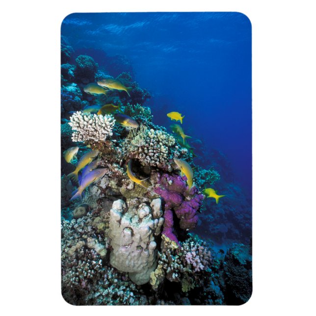 Goatfish Swarm Around Small Coral Magnet (Vertical)