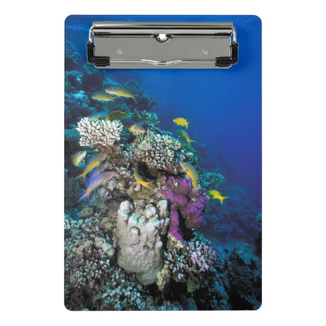 Goatfish Swarm Around Small Coral Mini Clipboard (Front)