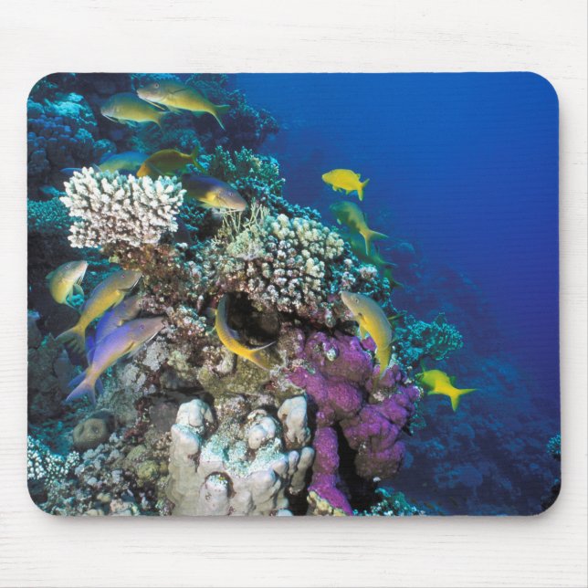 Goatfish Swarm Around Small Coral Mouse Mat (Front)