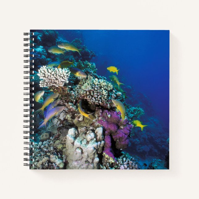 Goatfish Swarm Around Small Coral Notebook (Front)