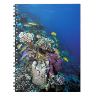 Goatfish Swarm Around Small Coral Notebook